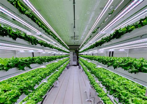 Hydroponic Vertical Farm To Launch In Uae In Q3 2020 Caterer Middle East