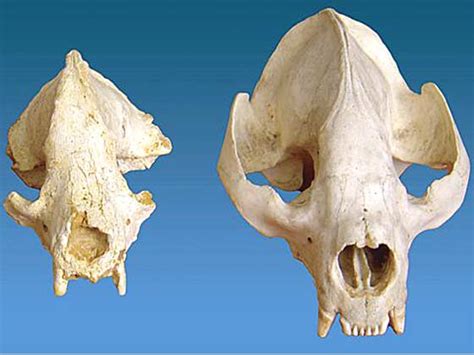 Skull Of Earliest Giant Panda Ancestor Discovered Orange County Register