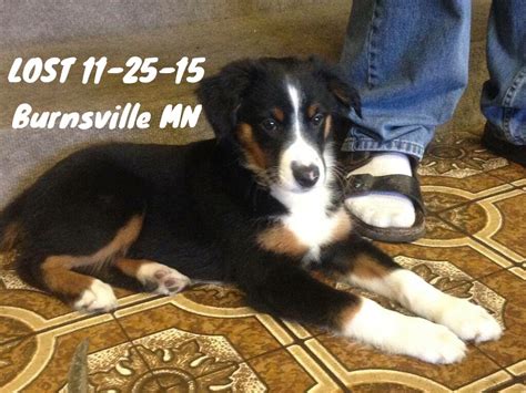 Leigha is the foundation of many of my wonderful australian shepherds that i breed today. #LOSTdog 11-25-15 #Burnsville #MN #DakotaCounty #AustralianShepherd Black Tri M Puppy 612-889 ...