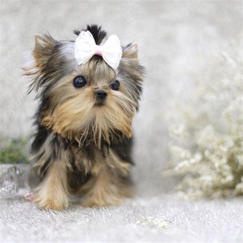 Beautiful 4 Month Teacup Female Yorkie Available She Has A Lovely
