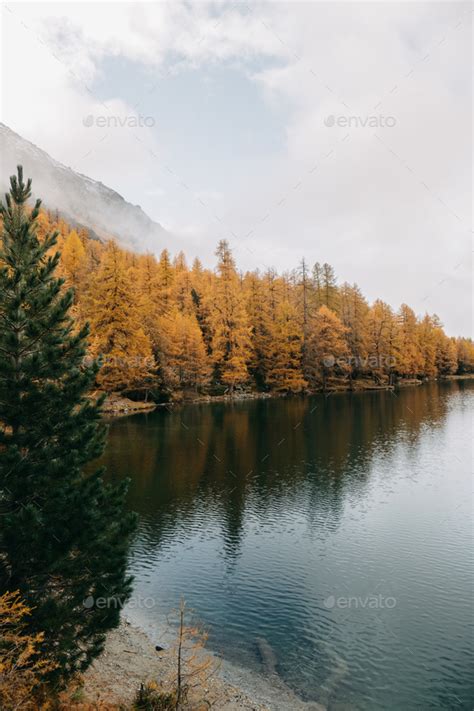 Reflective Calm Mountain Lake And Autumn Fir Trees With A Snow Covered