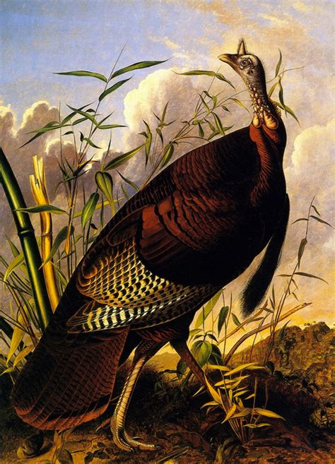 james audubon wild turkey 1845 john james audubon audubon prints wildlife art
