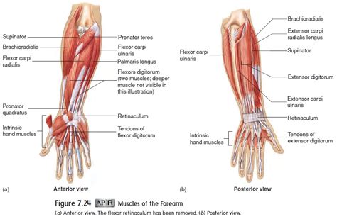 Muscles Of Forearm Anterior And Posterior View Poster Vlr Eng Br