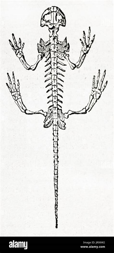Old Illustration Of A Complete Salamander Skeleton Reconstructed By