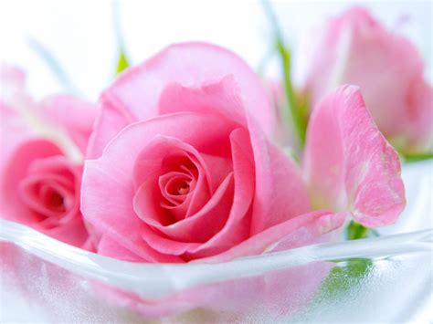 Beautiful Pink Roses For Desktop Background Minionswallpaper