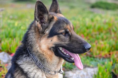German Shepherd Feeding Guide All You Need To Know The German