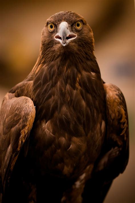 Golden Eagle Smithsonian Photo Contest Smithsonian Magazine
