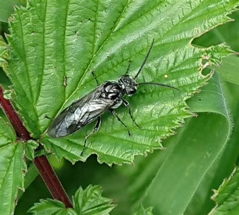 Sawfly? | NatureSpot