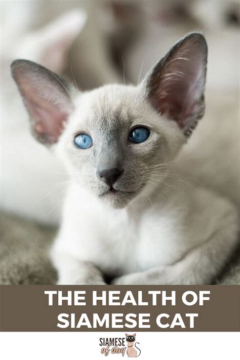 Cat food isn't enough to ensure your precious pet will live longer. How Long Do Siamese Cats Live? How to Increase Their ...