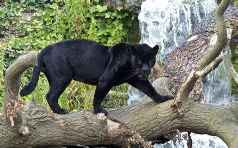 Animaux Panthère Noire Félins Panther Fond Décran Black Panthers