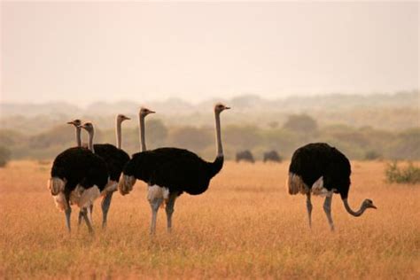 Why Ostriches Cant Fly Ostriches Animal Sanctuary Animals