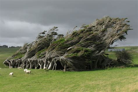 10 Of The Most Magnificent Trees In The World