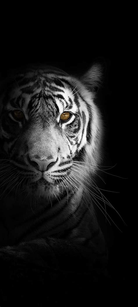 Tiger Iphone Wallpaper Kolpaper Awesome Free Hd Wallpapers
