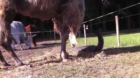 Camels form the genus camelus. Circus Belly Wien_ Camel Olga giving birth to a female ...