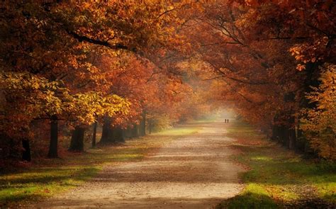 Nature Landscape Fall Dirt Road Trees Grass Mist Tunnel Couple