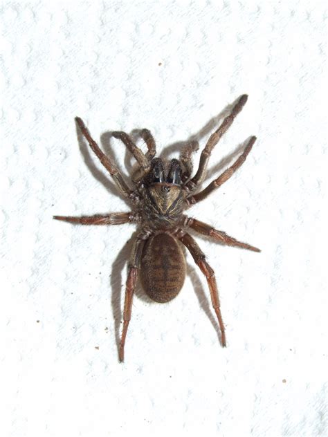 Filefemale Sydney Brown Trapdoor Spider