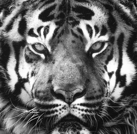 Siberian Tiger Portrait In Black And White With High Contrast Stock