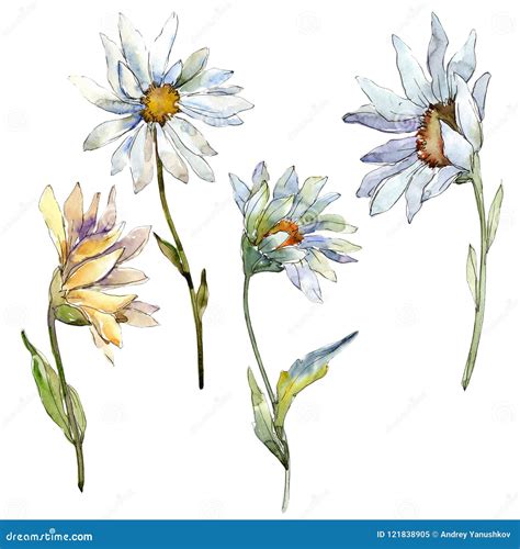 White Daisy Flower Floral Botanical Flower Isolated Illustration