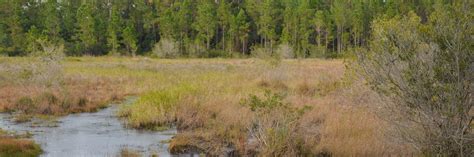 Our cabins range in size from two bedrooms to six bedrooms and the majority of the cabins are within 50 feet of the water on lake level lots. Marsh Loop | Lake Lizzie | St Cloud | Florida Hikes