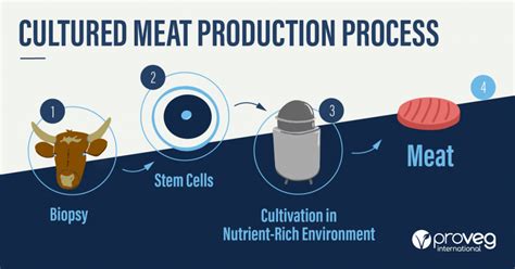 What Is Cultured Meat 10 Terms You Need To Know Proveg Incubator