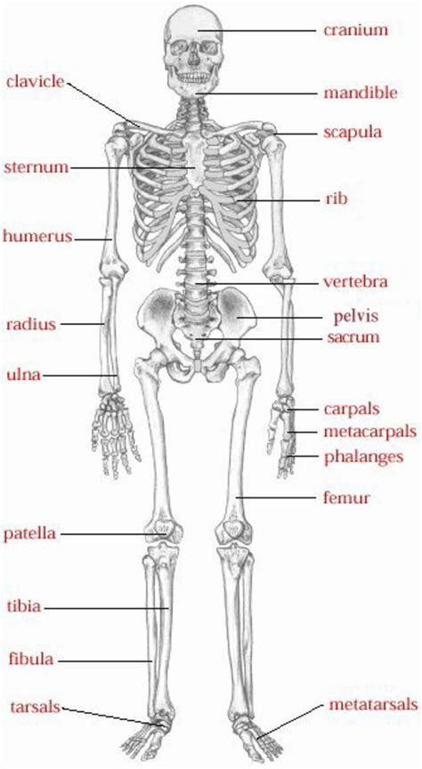 Skeletal Anatomy Human Anatomy And Physiology Human Skeletal System