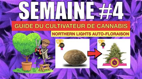 ☘️ Journal De Culture De Cannabis Histoire De Weedde La Bonne Weed