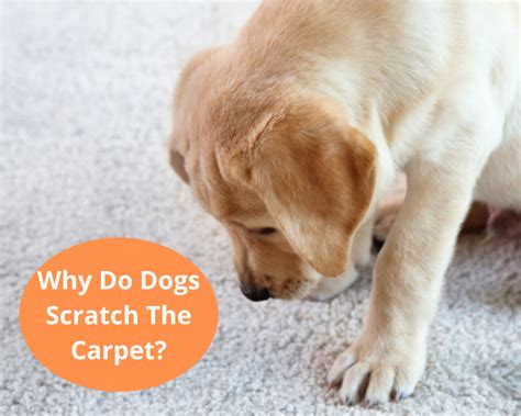 Why Do Dogs Scratch The Carpet And How To Stop It Four Paw City