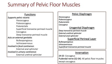 Module 18 Male Reproductive System And Pelvic Floor Anatomy 337 Ereader