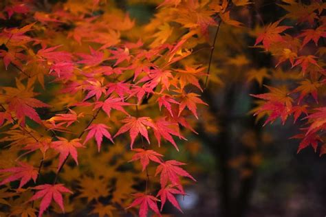 Photo Of The Fall Color Of Japanese Maple Acer Palmatum Katsura