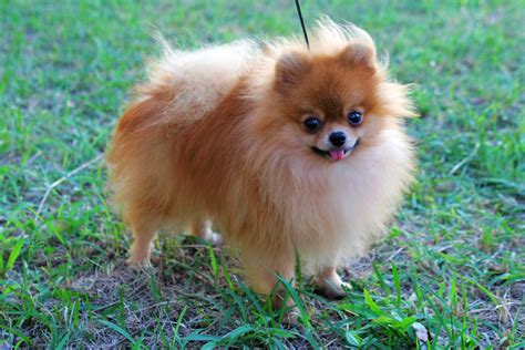 Pomeranian Puppies Rescue Pictures Information