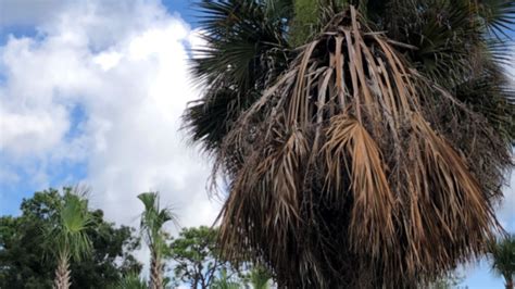Floridas Palm Trees Under Attack By Microscopic Disease