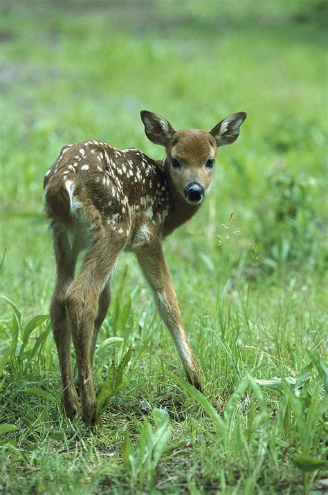 White Tailed Deer Fawn Meadow Photograph By Konrad Wothe Fine Art America