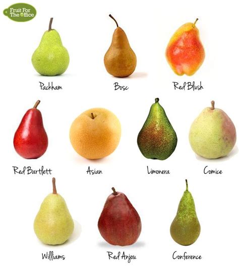In horticultural usage, the term fruit tree is limited to those that provide fruit for human food. 10+Types+of+Pear (637×733) | Pear fruit, Fruit, Pear