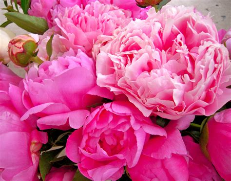 However, here are a few of the many flowers that start with the letter b 1: Start Here