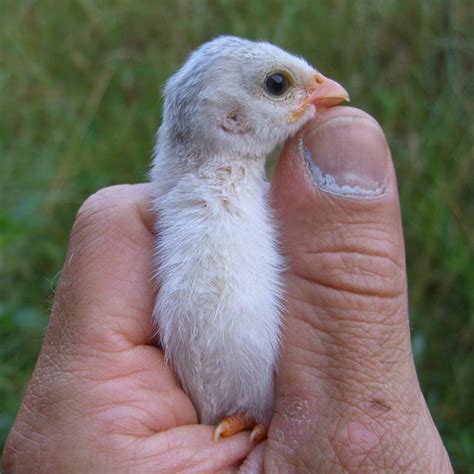 Baby Guinea Fowl Chick They Are Called Keets Asheville Farm In