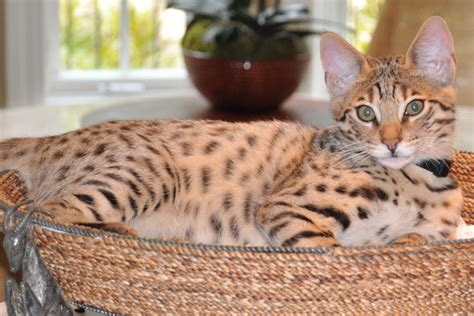 Choosing A Breeder Select Exotics Savannah Cats