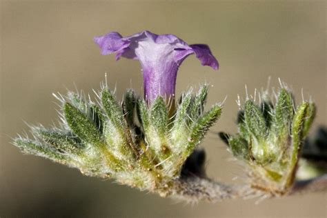 Pin On Boraginaceae
