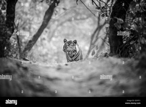 Royal Bengal Tiger Stock Photo Alamy