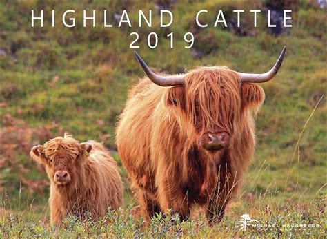 Highland Cattle Calendar 2019 Calendar Club Uk