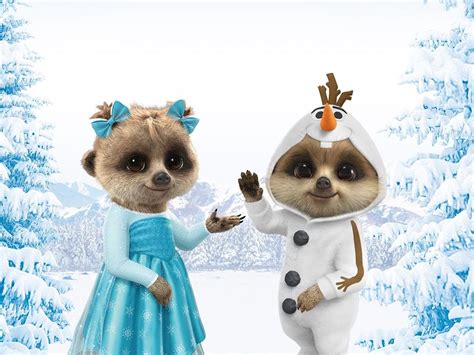 Oleg And Alana Are Frozen ️ ️ Baby Meerkat Meerkat Kitty