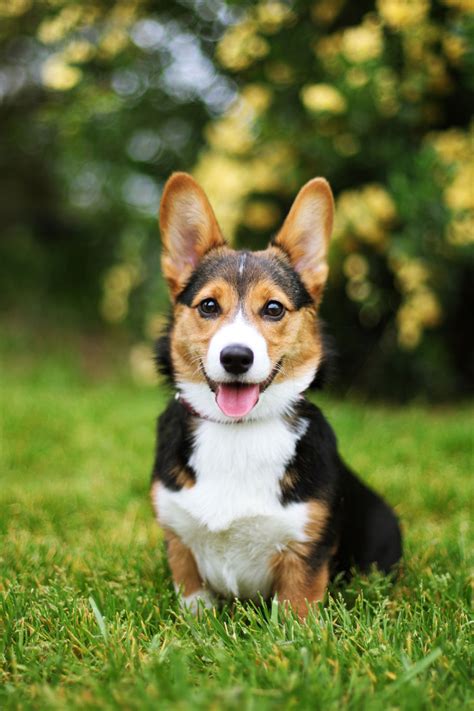 25 Cutest Dog Breeds Most Adorable Dogs