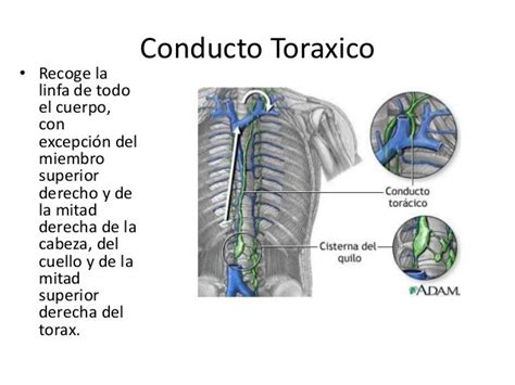Resultado De Imagen De Conducto Toracico Conducto Torácico Conducto