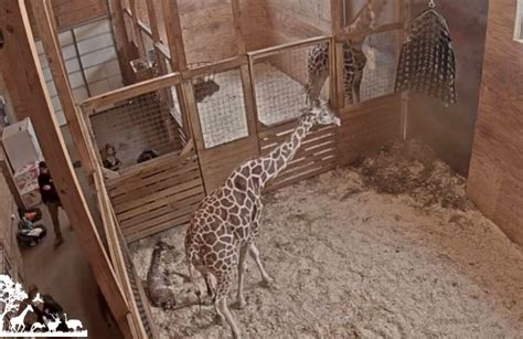 April The Giraffe Gives Birth To Fifth Calf Photo