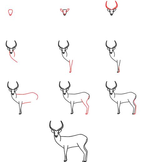 Kako Nacrtati Antilopu Slika Kako Nacrtati Antilopu 5