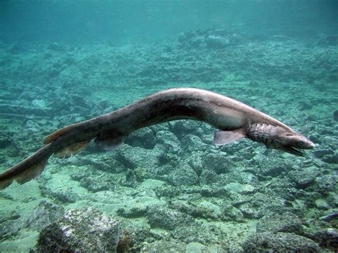 weird sharks the strangest sharks in the world discovery uk