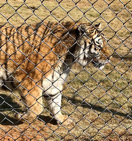 Welcome to the big cat sanctuary Lionsrock Big Cat Sanctuary (Bethlehem) - 2020 All You ...