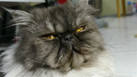 Close Up Of Cute Fluffy Kitten Beautiful Persian Grey Cat Exotic Cat