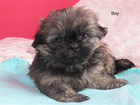 Shih Tzu Puppies For Sale Rochester Ny 303176