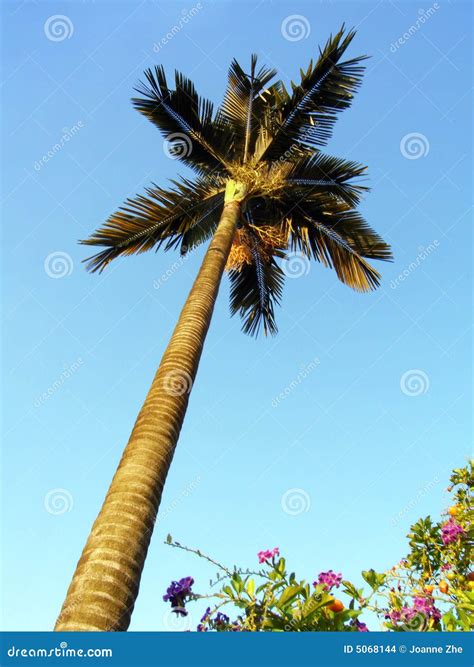 Palm Tree And Flowering Shrubs Stock Photo Image Of Flowers Bunch 5068144