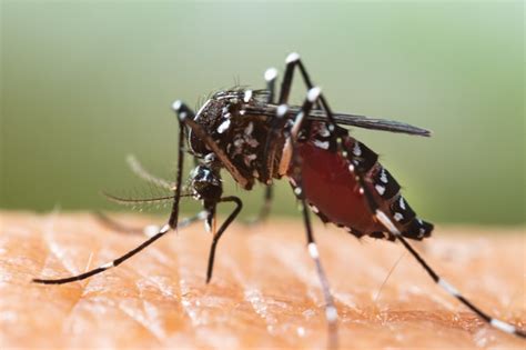 Premium Photo Close Up Of A Mosquito Sucking Human Blood